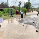 67f8bd76a1a0e warga palas lampung selatan menebar ikan lele di jalan rusak 665 374