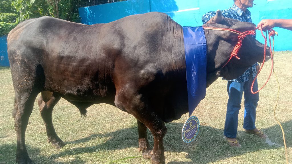 Walikota Bandar Lampung Salurkan 93 Hewan Qurban 1 WhatsApp Image 2025 06 04 at 21.35.50 2dc88977