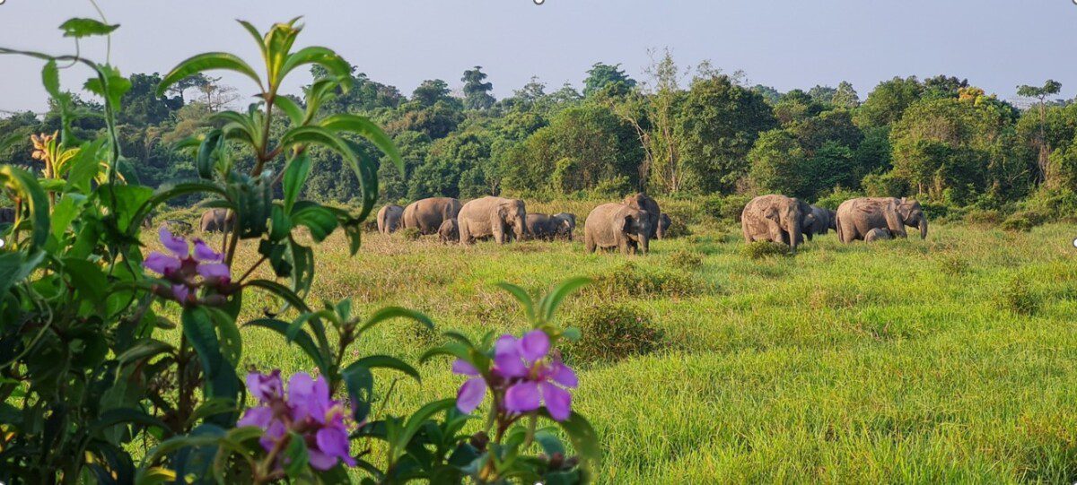 Negara Hadir, Pemprov Lampung Perkuat Mitigasi Konflik Manusia–Gajah di Way Kambas 1 WhatsApp Image 2026 01 19 at 13.05.16 3