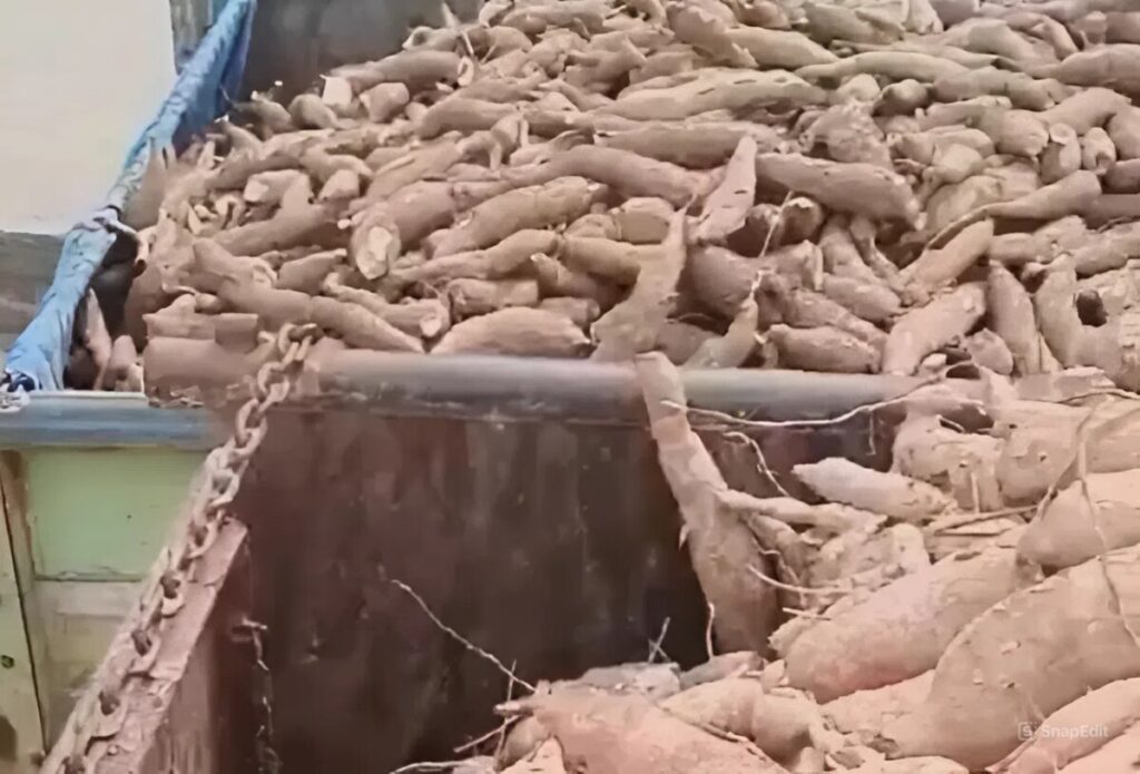 Lampung Ditetapkan sebagai Pusat Singkong Nasional 1 snapedit 1769662736385