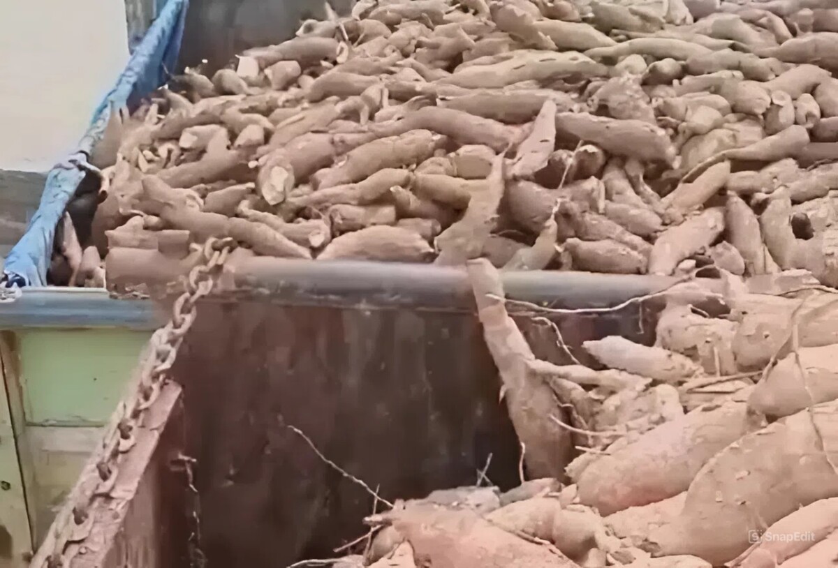 Lampung Ditetapkan sebagai Pusat Singkong Nasional 1 snapedit 1769662736385