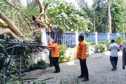 TRC Bandar Lampung Evakuasi Pohon Tumbang