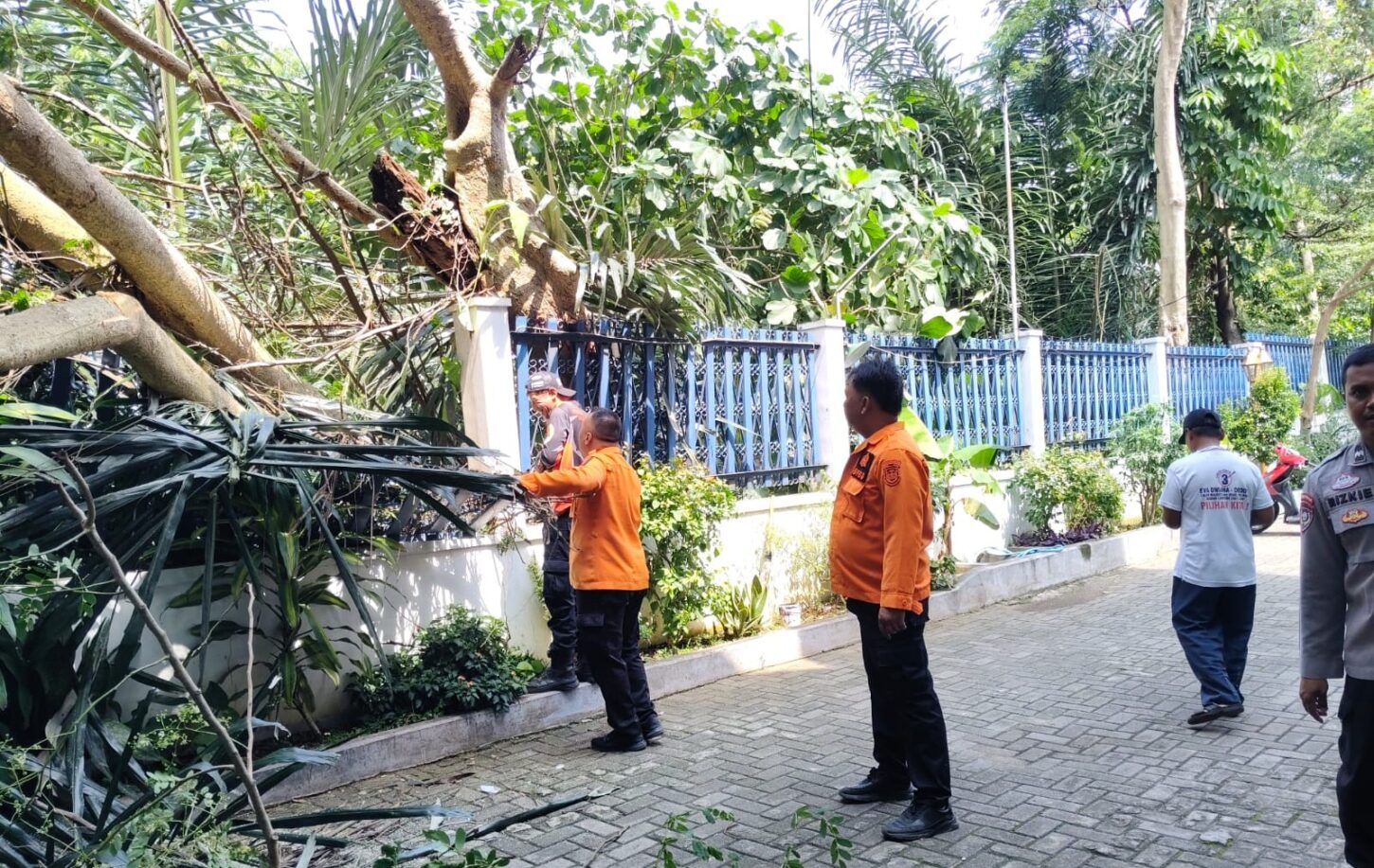 TRC Bandar Lampung Evakuasi Pohon Tumbang