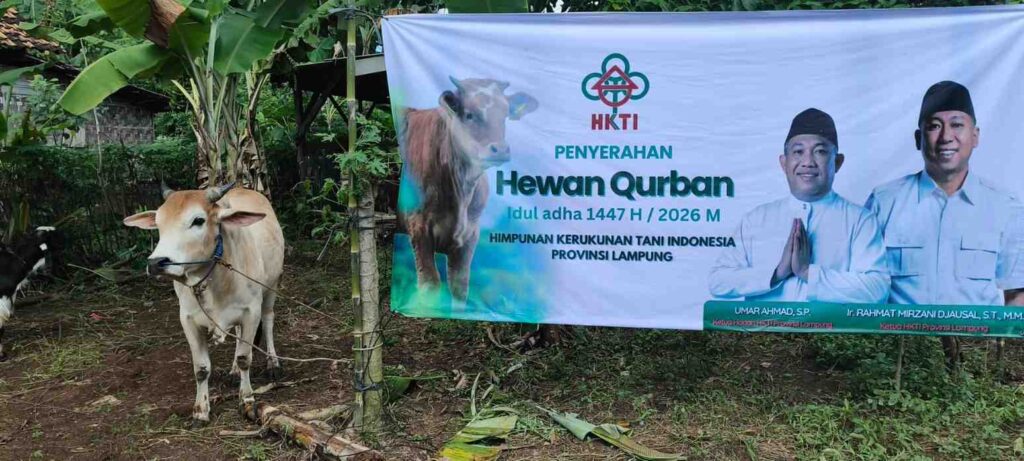 HKTI Lampung Serahkan 1 Ekor Sapi Sebagai Hewan Kurban