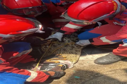 Pemkot dan Tim Gabungan Evakuasi Buaya dari Permukiman Warga di Panjang 8 Pemkot dan Tim Gabungan Evakuasi Buaya dari Permukiman Warga di Panjang
