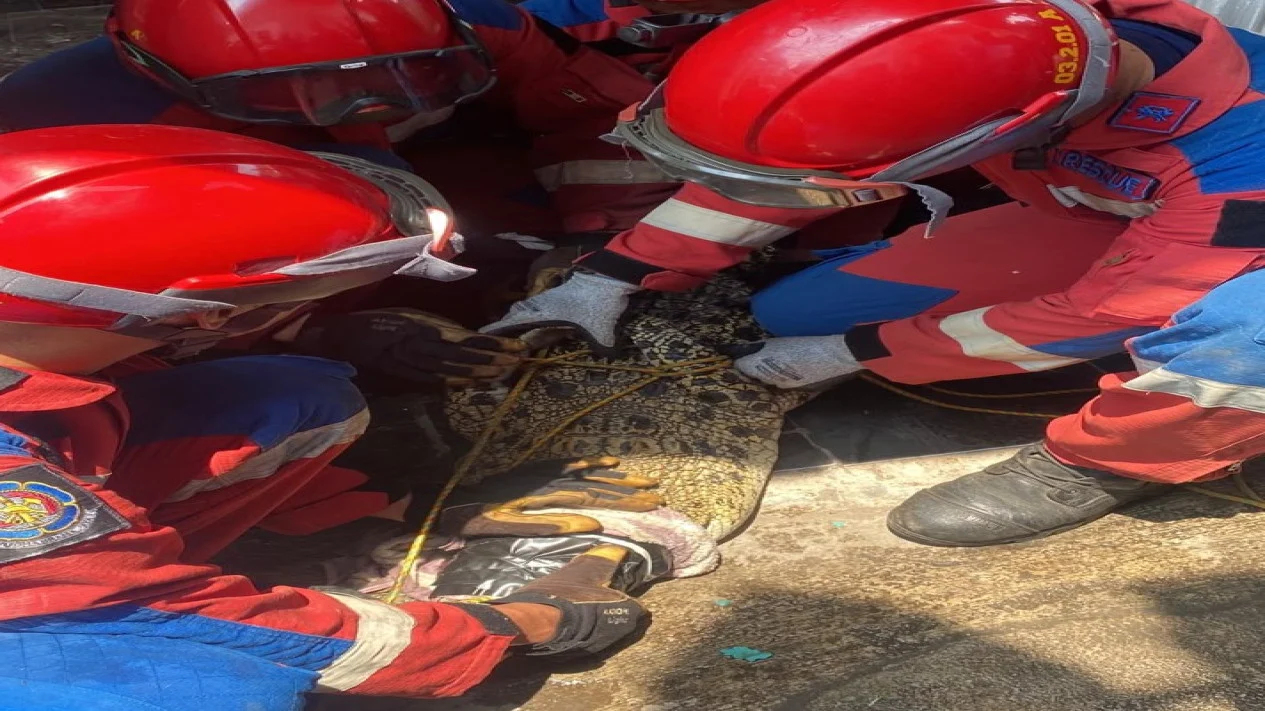 Pemkot dan Tim Gabungan Evakuasi Buaya dari Permukiman Warga di Panjang 1 Pemkot dan Tim Gabungan Evakuasi Buaya dari Permukiman Warga di Panjang