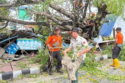 Antisipasi Pohon Tumbang, DLH Bandar Lampung Sisir Pohon Tua dan Lapuk